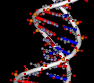 Composizione e struttura del DNA e dell’RNA - chimicamo
