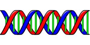 DNA-e-informazioni-genetiche-chimicamo