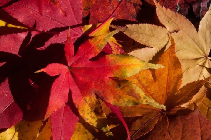 I colori dell'autunno- chimicamo.jpg