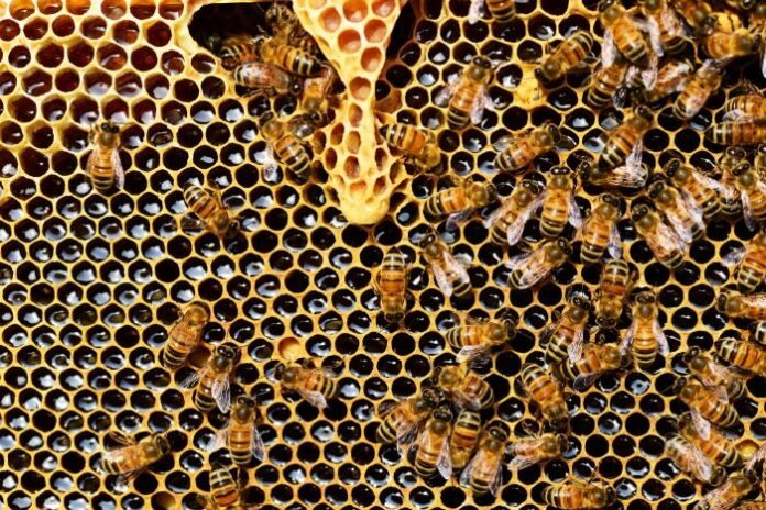Miele, api e inquinamento- chimicamo