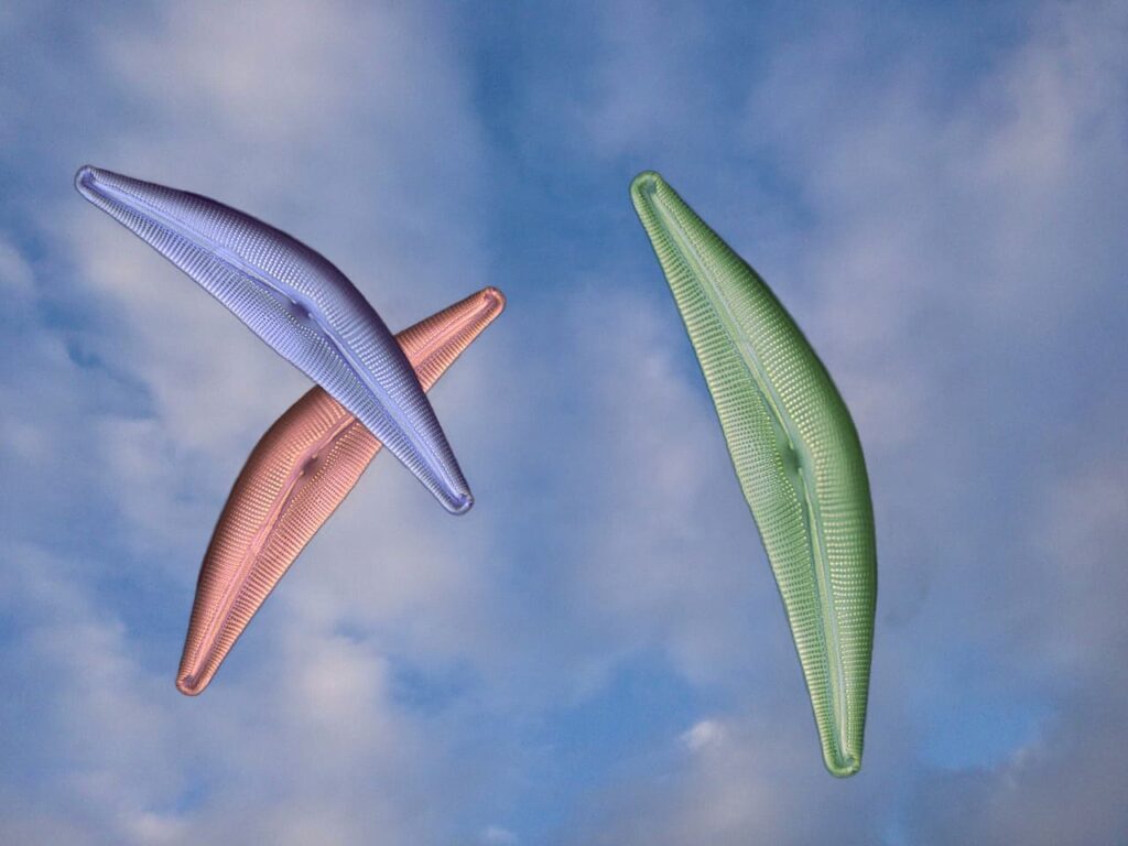 Carbonato deidratasi struttura, funzioni