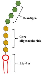 struttura lipopolisaccaridi