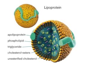 lipoproteine tipi di proteine