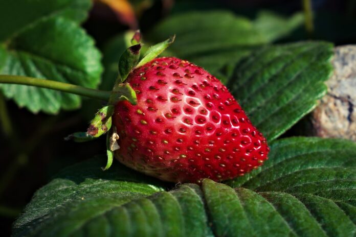 Il sapore delle fragole e i pesticidi