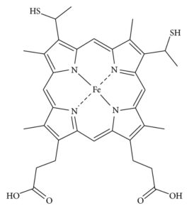 struttura citocromo c