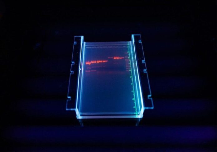 elettroforesi su gel-DNA