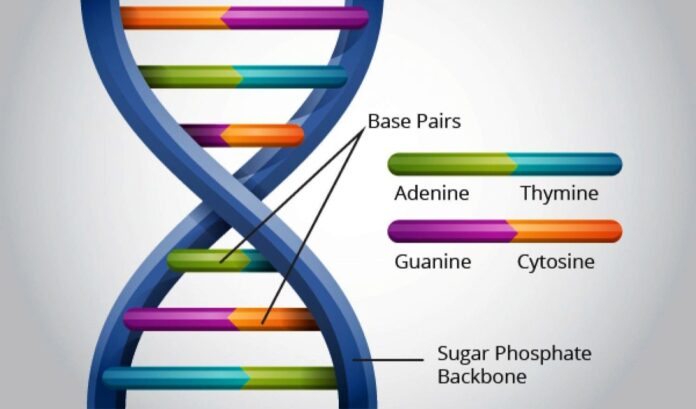 struttura del DNA